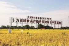 宜宾关于成都商务伴游外围雇用的信息